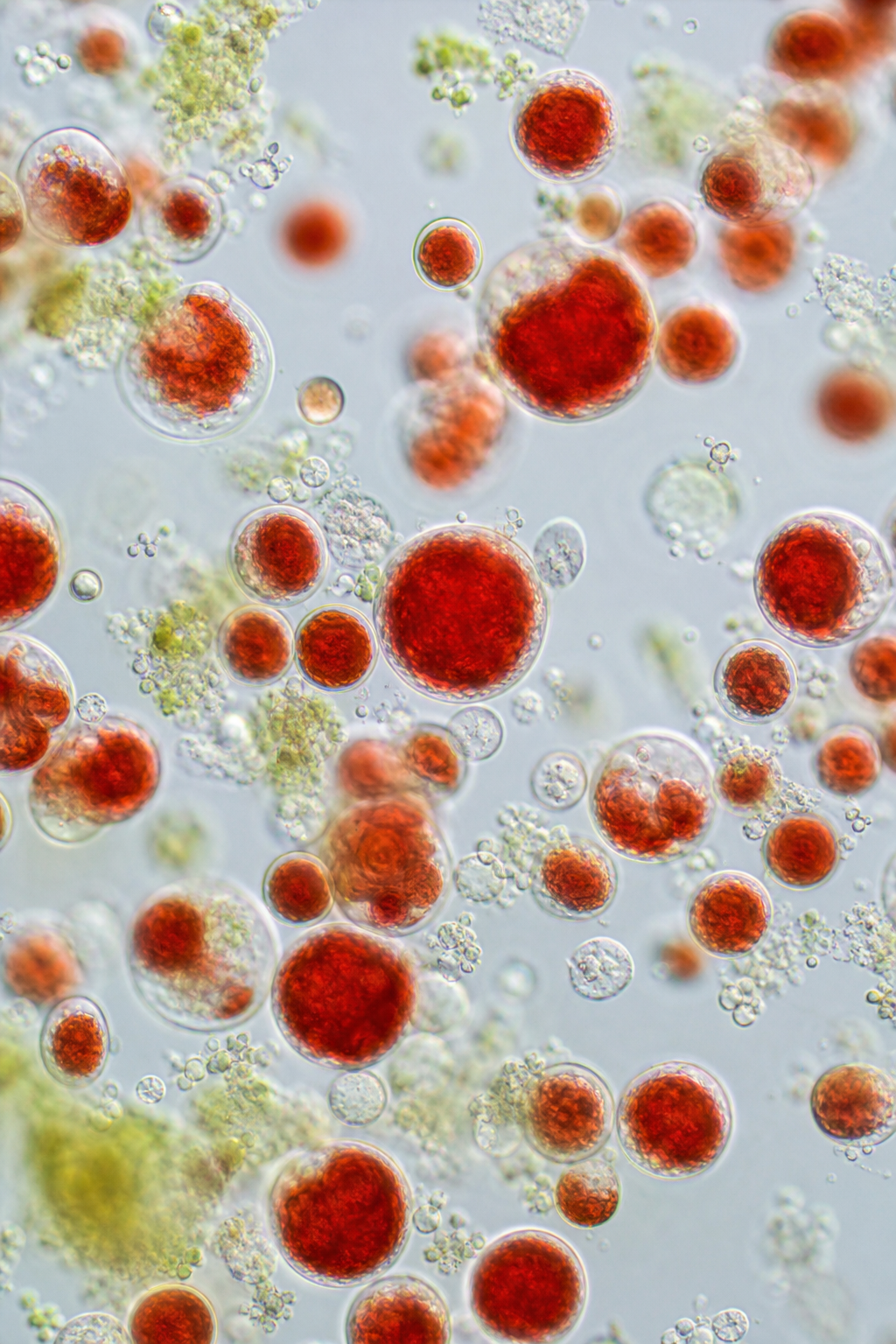 astaxanthin algae source for eye health supplements