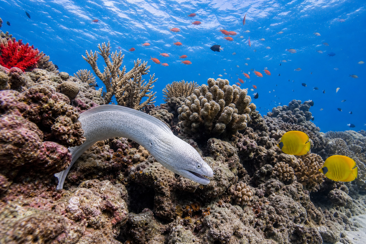 Top Dive Sites and Tips for Diving Zanzibar