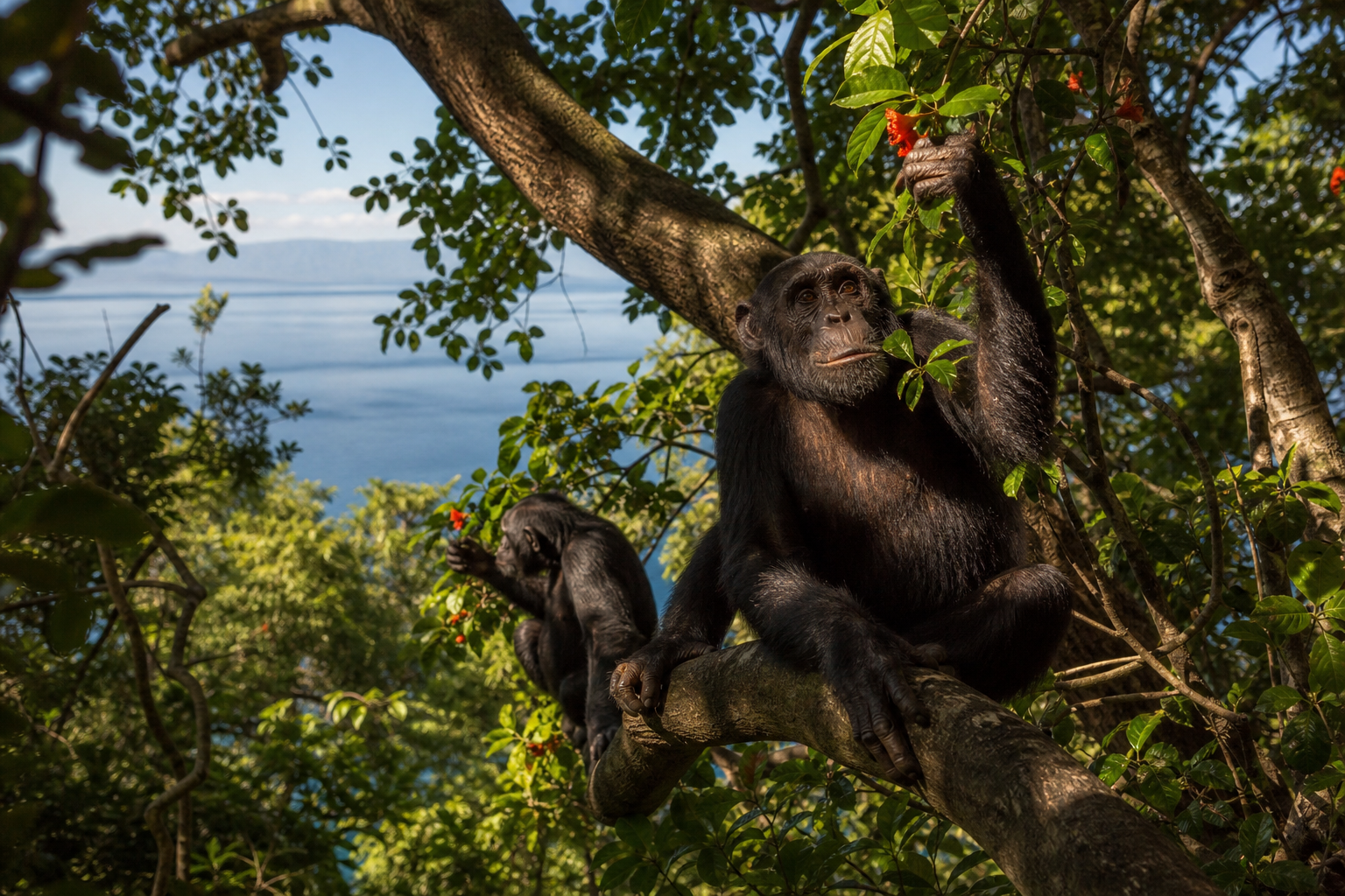 Mahale Mountains National Park: Complete Explorer’s Guide