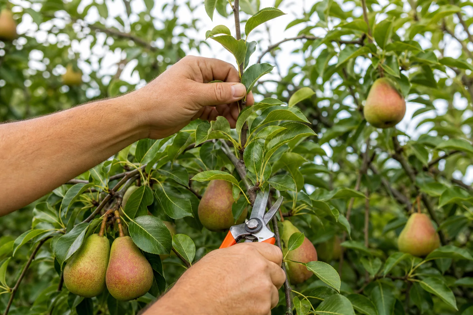 How to Prune Pear Trees: Step-by-Step Guide 2 removing water sprouts from a pear tree in summer