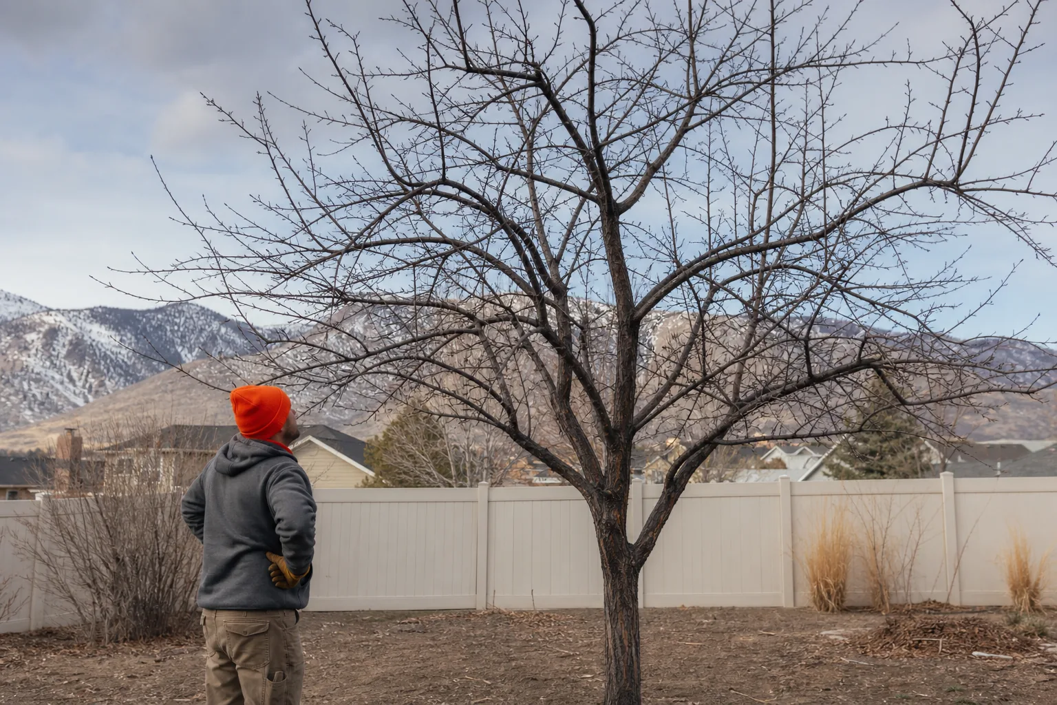 How to Prune Plum Trees: Step-by-Step Guide 1 Homeowner assessing a plum tree before pruning in Northern Utah.