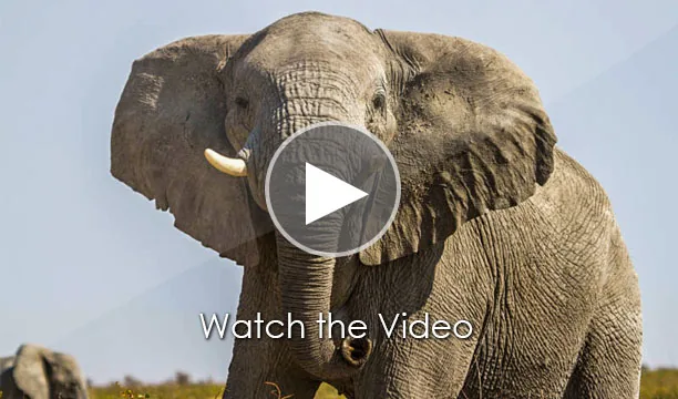 Photo of Etosha National Park