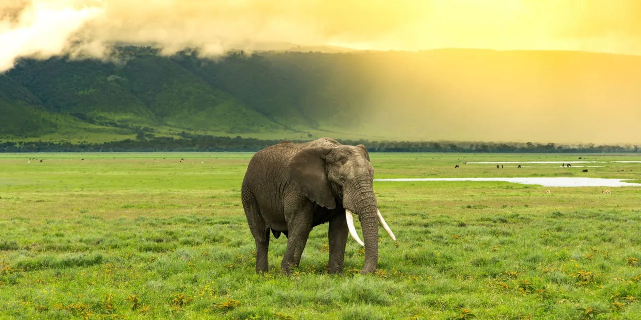 Photo of Serengeti National Park with Safari-TZ.com