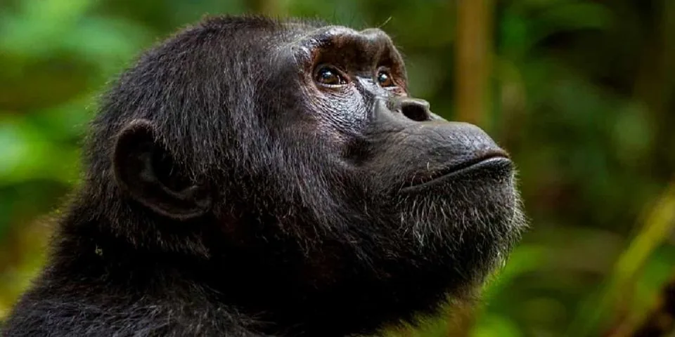 Safari TZ's Gombe Stream Chimpanzee Trekking: visual reference for 1. Safari TZ's Gombe Stream Chimpanzee Trekking – Our Top Pick