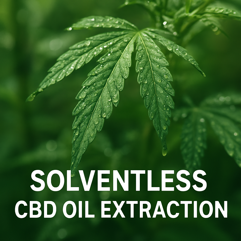 En isdækkende, grøn plantevoksende plante i et naturligt lys, omringet af klare vanddråber, alt: 'Solventless CBD olie ekstraktion'