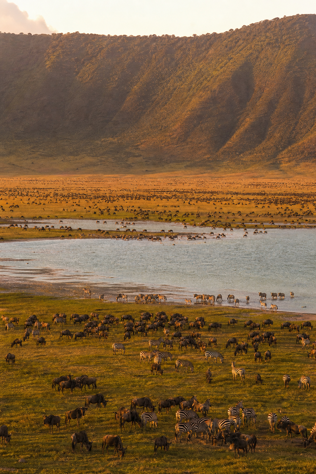 Wide aerial view of the Ngorongoro Crater floor at golden hour, showing a dense concentration of wildlife including zebra and wildebeest near a shallow lake, surrounded by the steep crater walls. Alt: Ngorongoro Crater wildlife at golden hour, safari and Zanzibar package.